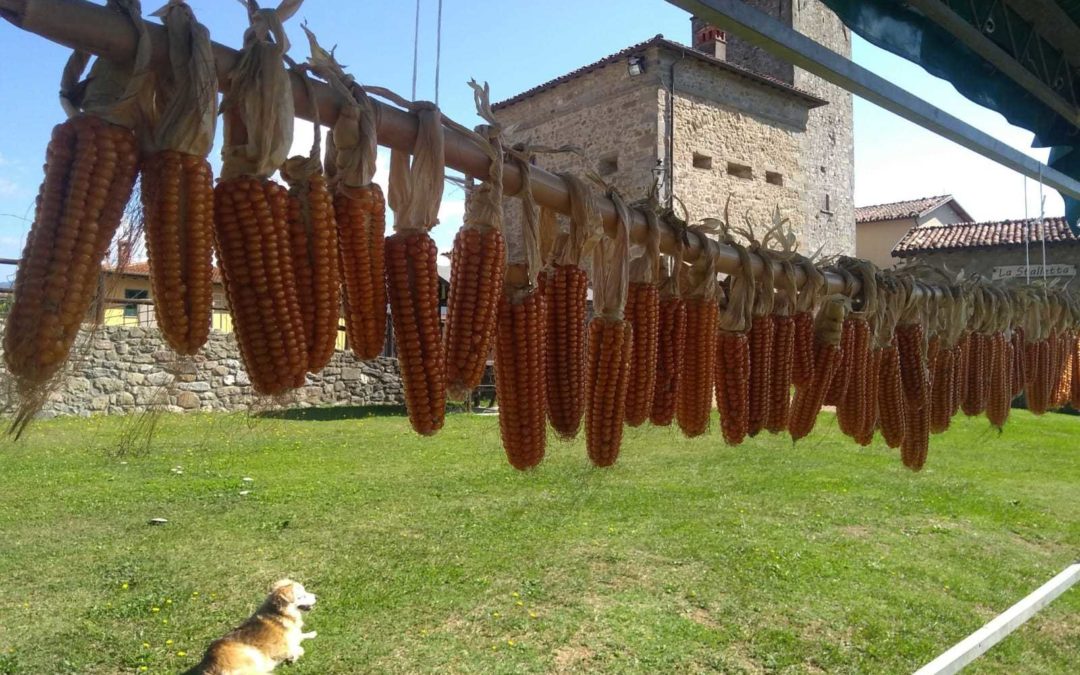 Biodiversity in Tuscany: Strengthening the custodian farmer’s role
