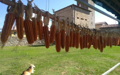Promoting biodiversity of crops and species by encouraging local value chain approaches for traditional products in Tuscany..