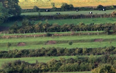 The Role of Social Capital in Agri-environmental Collectives