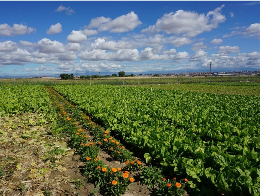 Title The future of farming in CIL Limburg