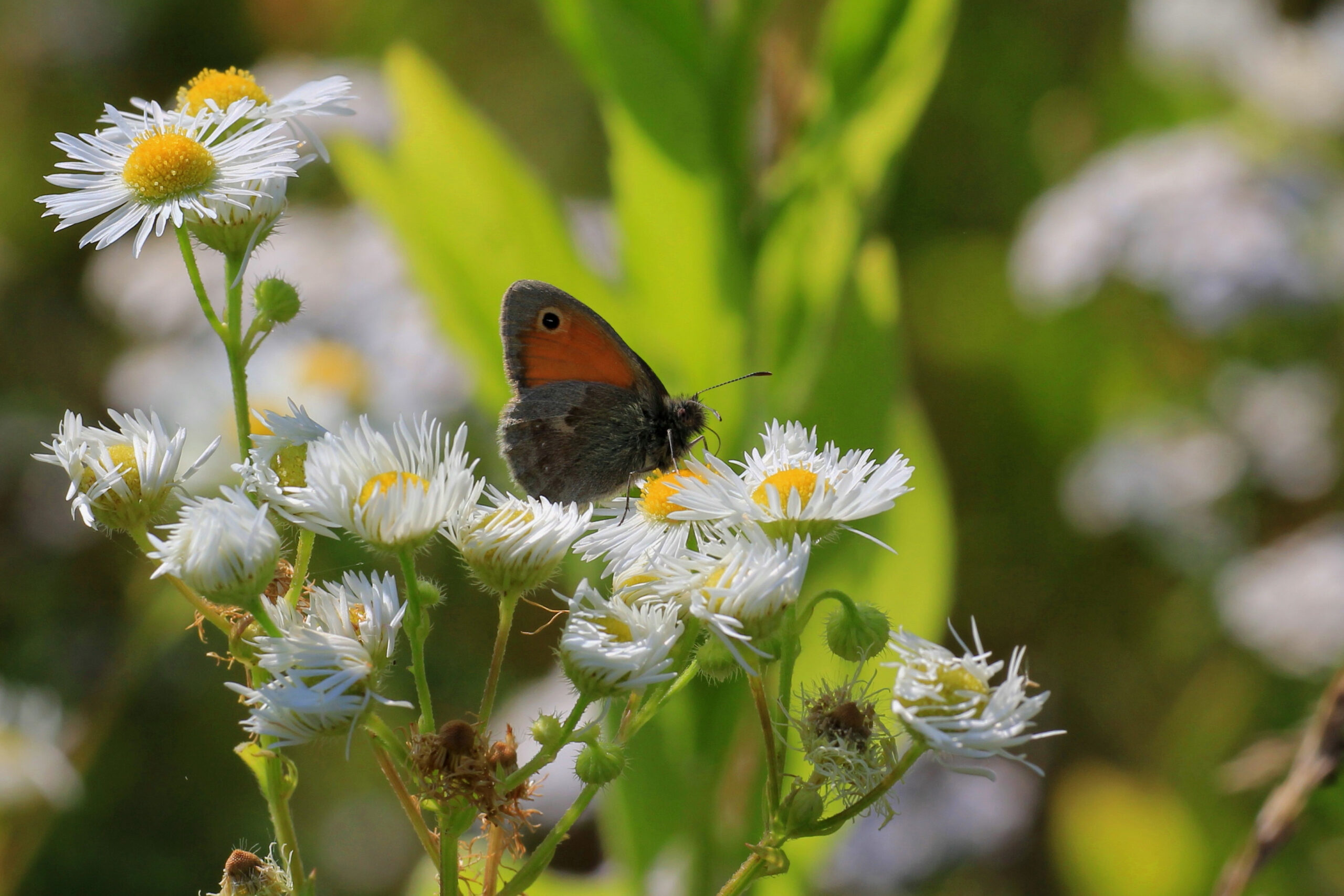 The Small Heath