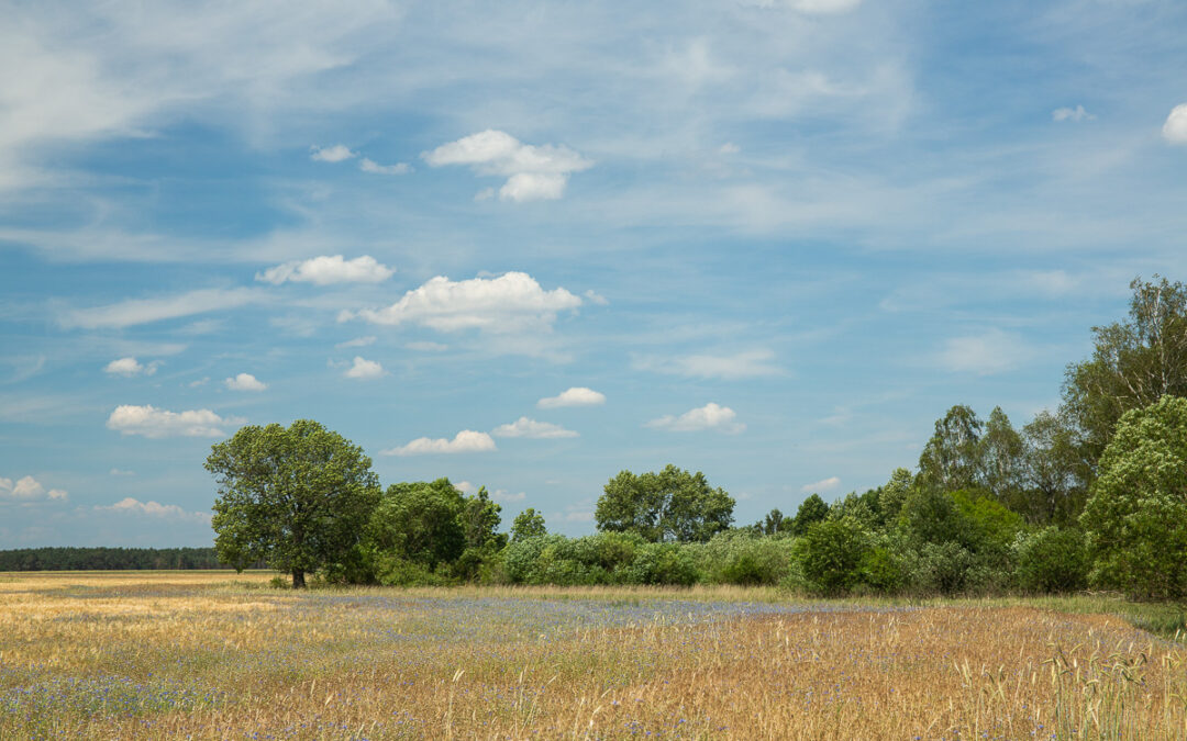 Are agri-environmental measures effective in protecting farmland birds?